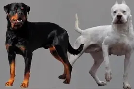 十八种猛犬咆哮，听声音辩段位。#猛犬#猛犬咆哮 #猛犬保镖 #护卫犬 #上热门 @DOU+上热门 @抖音短视频视频封面