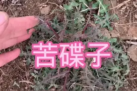 苦碟子可以吃视频封面