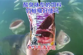 花鲢真的喜欢酸臭味型的饵料吗？水下测试告诉你答案#饵料测试视频封面