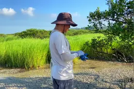 长在树上的生蚝你知道么？😁每年七八月正是肥美的季节。#摘生蚝视频封面