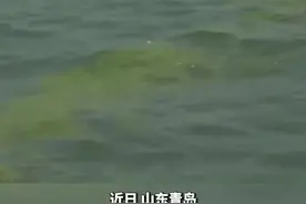 山东青岛遭最大规模浒苔侵袭，已打捞24万吨视频封面