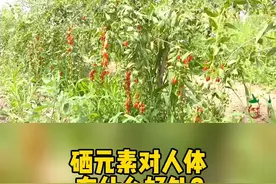 硒元素对人体有什么好处？ #宁夏枸杞 #涨知识 视频封面