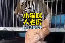 老虎会喜欢猫咪吗？猫咪会害怕老虎吗？#万物皆有灵性 #萌宠视频封面