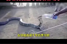 由于缺水，三米长眼镜蛇上门讨水，好心村民用水瓶喂它喝水视频封面