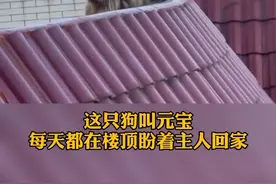 中国好邻居！狗主人因为封路无法返家，心急如焚时，#刷抖音看到邻居帮喂自家狗！太暖心了！视频封面