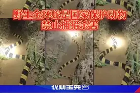 野生金环蛇是国家保护动物禁止捕猎杀害所以野外见到金环蛇最好不要招惹最好的办法就是绕道远离！