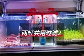 拆解两缸共用过滤，一步步教你DIY。欢迎评论区交流 #鱼缸#水族