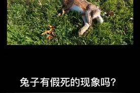 兔子有假死现象吗？@抖音短视频 #宠物 #兔子 #兔子舞 视频封面