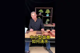 中小型盆景如何浇水初级版。#盆景 #盆景养护 #盆景艺术