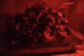 熊蜂养殖，成本30多一窝能卖300多，赚钱！#不说了挣钱去了视频封面