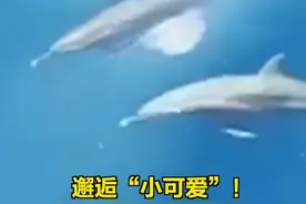 【邂逅“小可爱”！#海警巡航西沙偶遇近70只海豚 】（来源：央广军事）视频封面