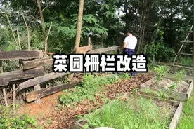 把菜园的栅栏改造了一下，这样有边界感，也方便阻挡杂草视频封面