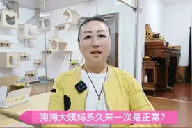 狗狗大姨妈多久来一次是正常一次是多久呢？#宠物知识