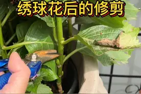 绣球花后怎么修剪！ 1.修剪的蕞高点是从上往下数第一对饱满芽点之上1CM的位置 当然如果你不喜欢株型太大，可以往下剪 2. 老枝开花的品种一定要在8月份前完成 …… 修剪后及时给肥，以快速复壮！ #绣球花修剪 视频封面
