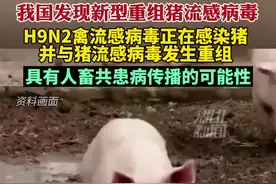 研究发现，禽类和人的甲型流感病毒可以同时感染猪，并产生新的人畜共患病，具有潜在大流行的可能性 #警惕 #猪流感