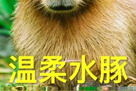 水豚被誉为脾气最好的动物，因为它的便便美味且富含营养，深受大家喜爱，但是一旦你触摸它～@抖音青少年 #动物植物 #上西瓜看知识 #萌知计划视频封面