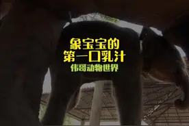大象宝宝是如何吃到第一口乳汁呢？#动物冷知识 #万物皆有灵性视频封面