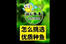 孔雀鱼想繁殖怎么挑选优质种鱼#水族 #热带鱼 #抖音热搜 #孔雀鱼视频封面