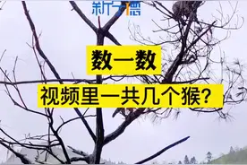 #新宁德 有多少人还记得赵本山和范伟的经典小品《卖车》？那么，今天的福安马洋村，这树上到底是几个猴？#野生动物零距离 #猕猴 #白云山 #福安 #马洋 