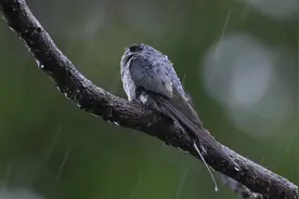 听雨的声音（凤头雨燕摄于中国犀鸟谷）#原创摄影 #抓拍精彩瞬间视频封面