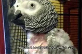 #手养鹦鹉 #牡丹鹦鹉 #鹦鹉笼子  看看你家鹦鹉笼选对了吗？