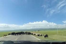 高德导航经常红一块，原来不是堵车了，是堵牛，堵马，堵羊了视频封面