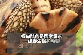 7月6日，云南德宏，民警巡逻归来，救助了一只国家一级保护动物缅甸陆龟视频封面