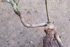 #抖音小助手 这个视频有点长，主要是因为我P话有点多，但如果你能看到最后，也应该不会失望#盆景创意