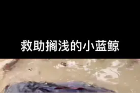 众人合力救助搁浅的小蓝鲸让它回归大海#蓝鲸 #海洋生物