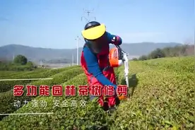 茶叶修剪机烧油的，汽油绿篱修剪神器#茶叶修剪机 #绿篱机视频封面