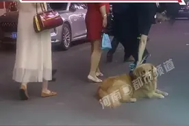 金毛在街边闻到香味后赖着不走，盯着羊腿望眼欲穿，吃到肉后才满意离开#搞笑 #狗狗 视频封面