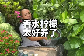 阳台要养果树？推荐养一棵香水柠檬。晒太阳、浇水