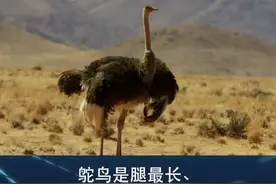 什么？鸵鸟的眼睛60克 脑子只有50克？长腿无脑型选手……#动物 #科普 #鸵鸟 #涨知识视频封面