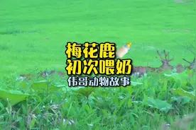 如何给小鹿喂奶？🍼后续，高清拍摄梅花鹿。#萌宠 #梅花鹿视频封面