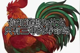 #公鸡中的战斗机 #宣传正能量 鸡的寿命只有三年视频封面