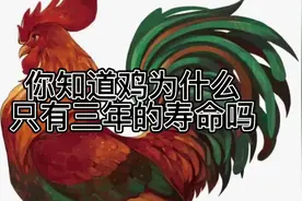 #公鸡中的战斗机 #宣传正能量 鸡的寿命只有三年视频封面