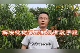 解决桃树裂果的最有效手段！#用心守护美好生活 #三农 #桃树管理视频封面