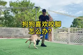 狗狗喜欢咬脚怎么办？#狗狗#萌宠#宠物视频封面