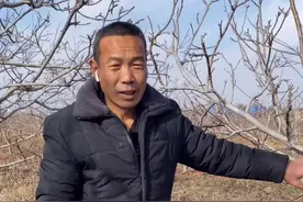 核桃树剪了流水是什么问题#核桃树 #果树管理 #果树苗 #三农 #我要上热门视频封面