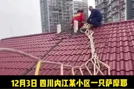萨摩耶7楼屋顶看风景被困被救下的下一幕让人笑喷。狗子内心:“...”视频封面