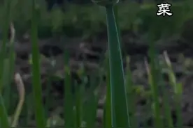 吃了一辈子的葱了，葱到底是荤菜还是素菜？#创意精抖云  @杭州文博会视频封面