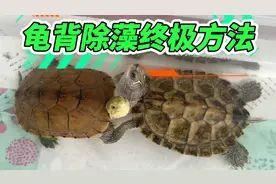 龟背除藻终极方法#奇异动物召集令#龟 #养龟日常 #好物推荐