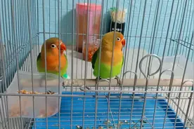 牡丹鹦鹉叫声#鹦鹉日常 #万物皆有灵性