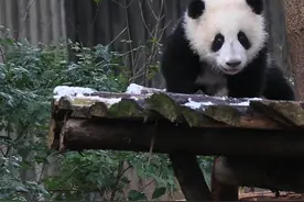 🐼 雪天路滑，留意脚下🐼  #熊猫 #滑倒 #成都下雪视频封面