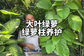 大叶绿萝，绿萝柱叶子下垂发焉怎么补救视频封面