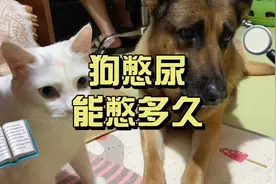 狗子能憋尿憋多久？#抖音618好物节 #小壹智能科技视频封面
