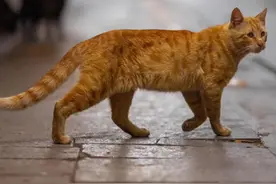 #猫咪 #科普 #宠物冷知识 猫为什么没有被完全驯化？视频封面