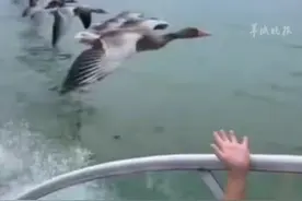 大雁跟着快艇横跨湖面列队飞行，领头雁可以御风飞行