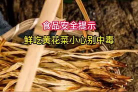 食品安全提示，鲜吃黄花菜小心别中毒。#食品安全 #科普 #黄花菜 #下饭菜 #家常菜 视频封面