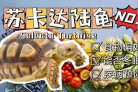 苏卡达陆龟饮食与疾病预防 | 新手推荐#苏卡达陆龟 #陆龟 #爬宠视频封面